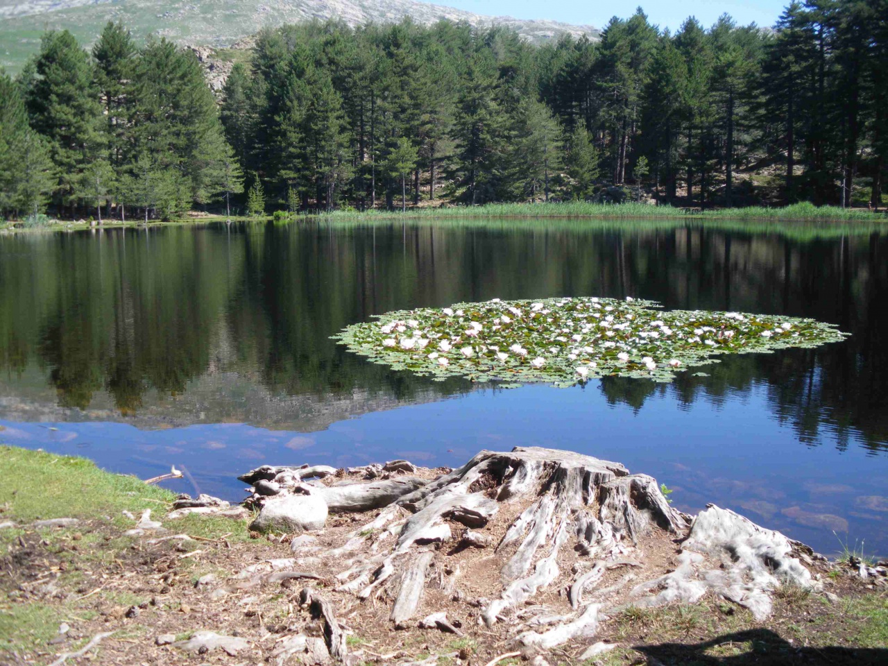 Soccia Lac de Creno